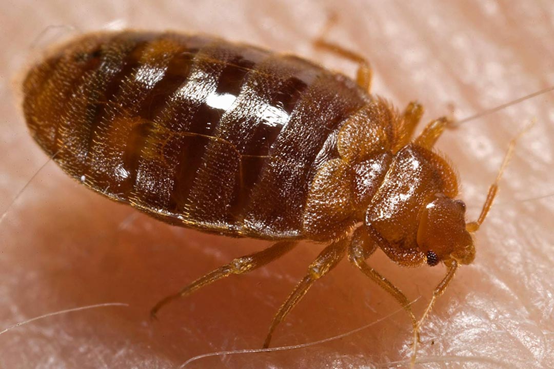 The Extreme Direct-to-Bed Bug Pest Control 