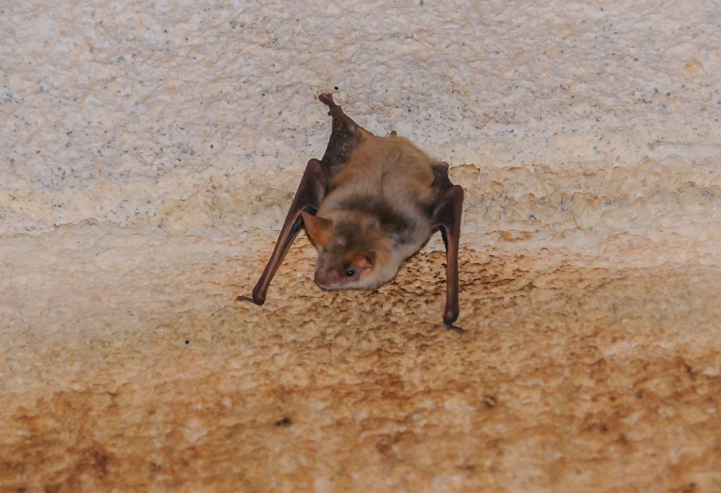 How Do Bat Droppings Affect Indoor Air Quality?